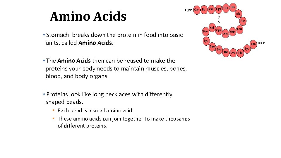 Amino Acids • Stomach breaks down the protein in food into basic units, called