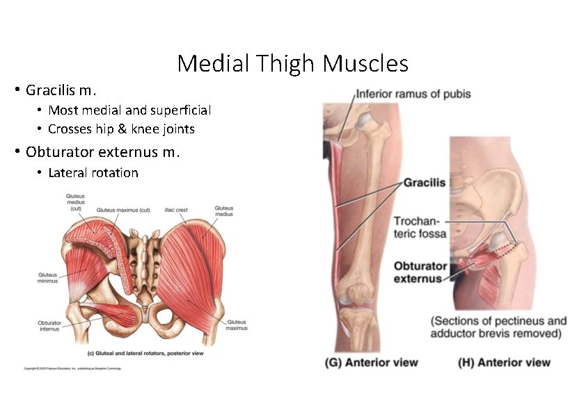 Medial Thigh Muscles • Gracilis m. • Most medial and superficial • Crosses hip