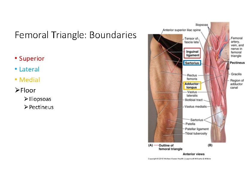 Femoral Triangle: Boundaries • Superior • Lateral • Medial Floor Iliopsoas Pectineus 