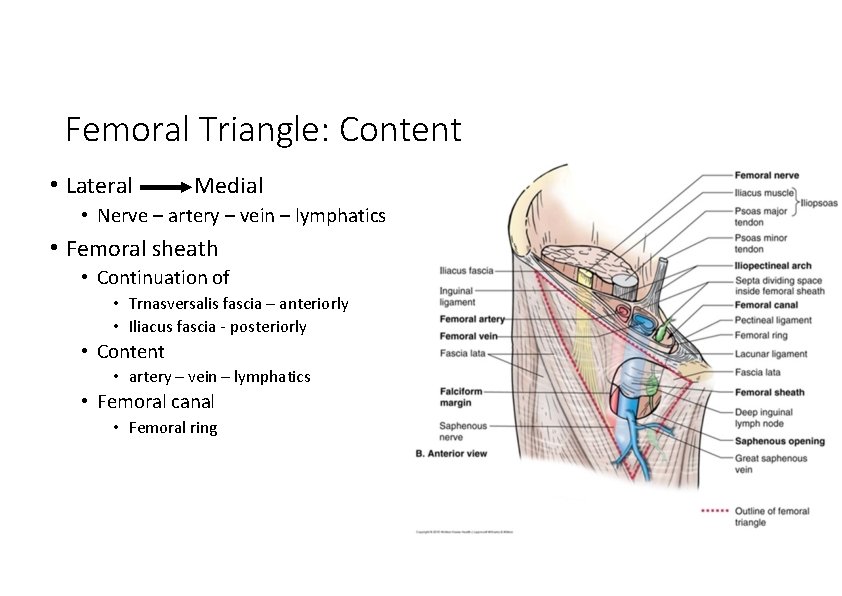 Femoral Triangle: Content • Lateral Medial • Nerve – artery – vein – lymphatics