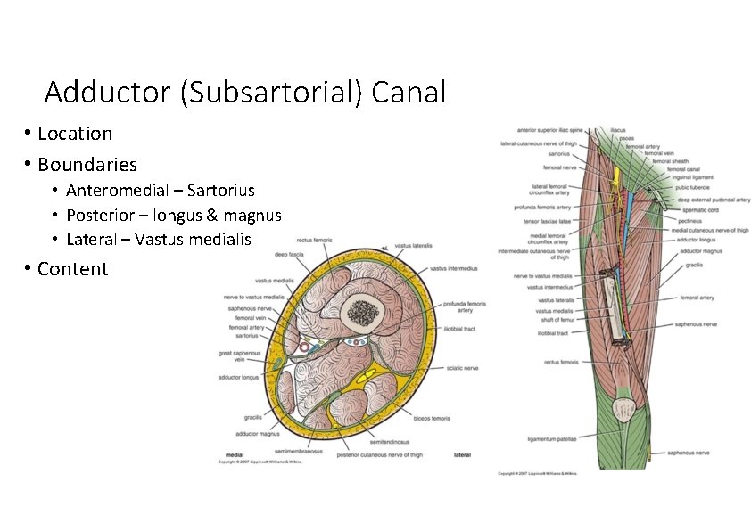 Adductor (Subsartorial) Canal • Location • Boundaries • Anteromedial – Sartorius • Posterior –