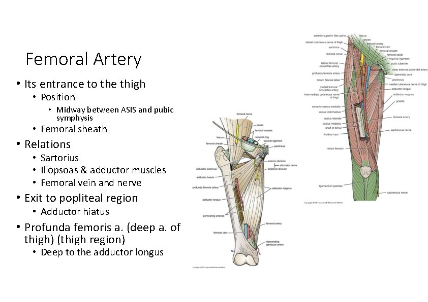 Femoral Artery • Its entrance to the thigh • Position • Midway between ASIS