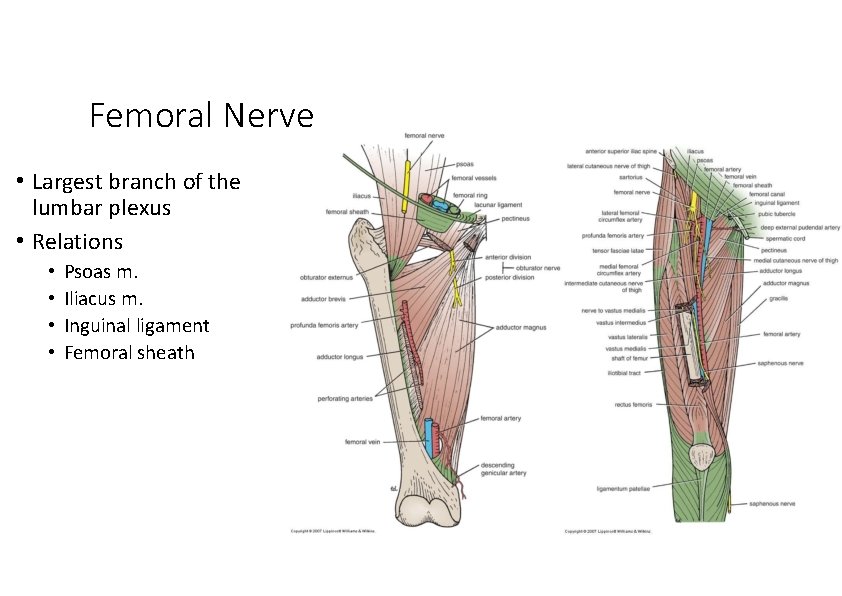 Femoral Nerve • Largest branch of the lumbar plexus • Relations • • Psoas