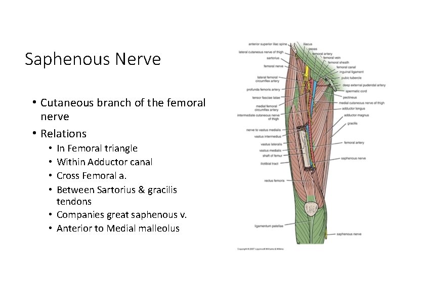 Saphenous Nerve • Cutaneous branch of the femoral nerve • Relations In Femoral triangle