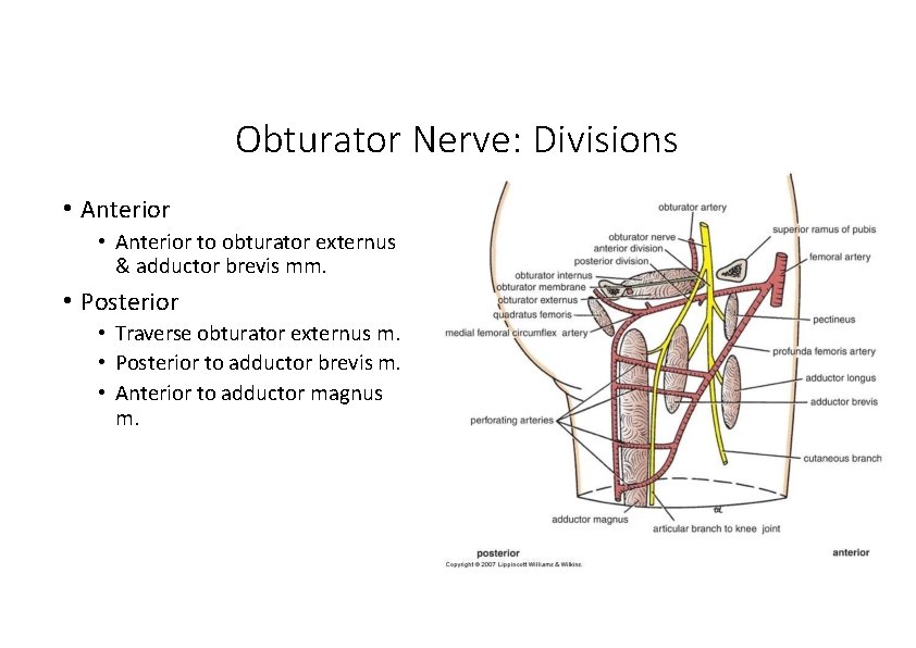 Obturator Nerve: Divisions • Anterior to obturator externus & adductor brevis mm. • Posterior