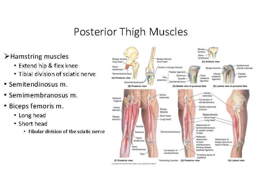 Posterior Thigh Muscles Hamstring muscles • Extend hip & flex knee • Tibial division