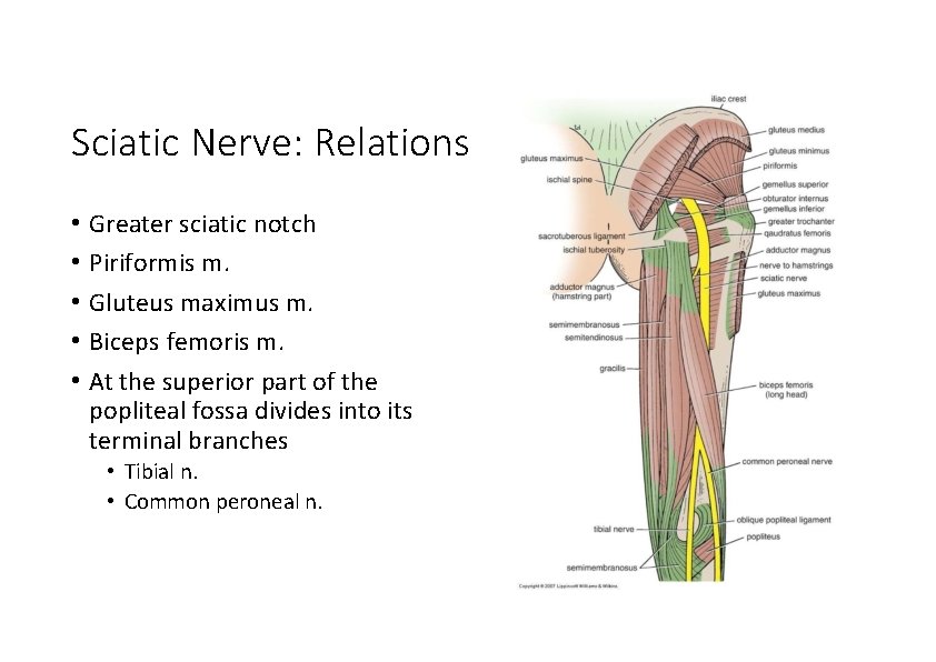 Sciatic Nerve: Relations • Greater sciatic notch • Piriformis m. • Gluteus maximus m.