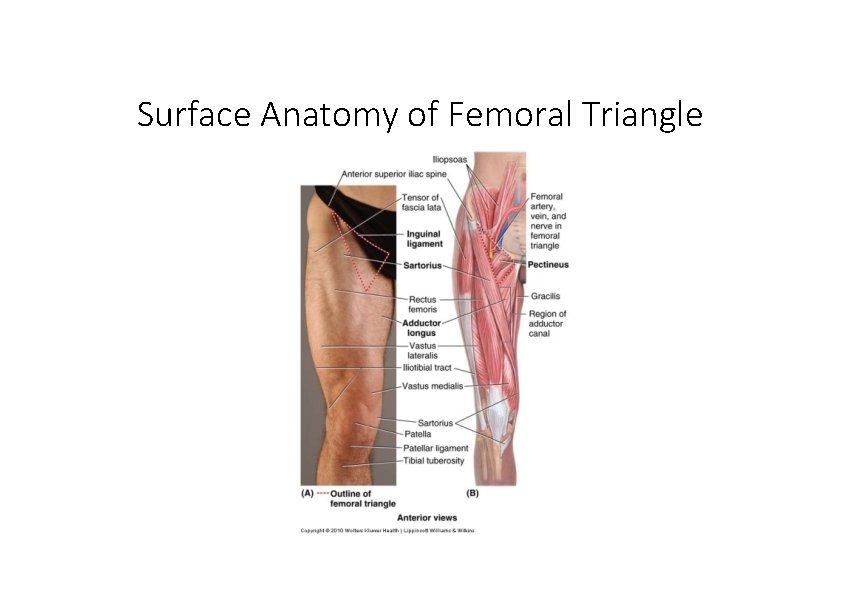 Surface Anatomy of Femoral Triangle 