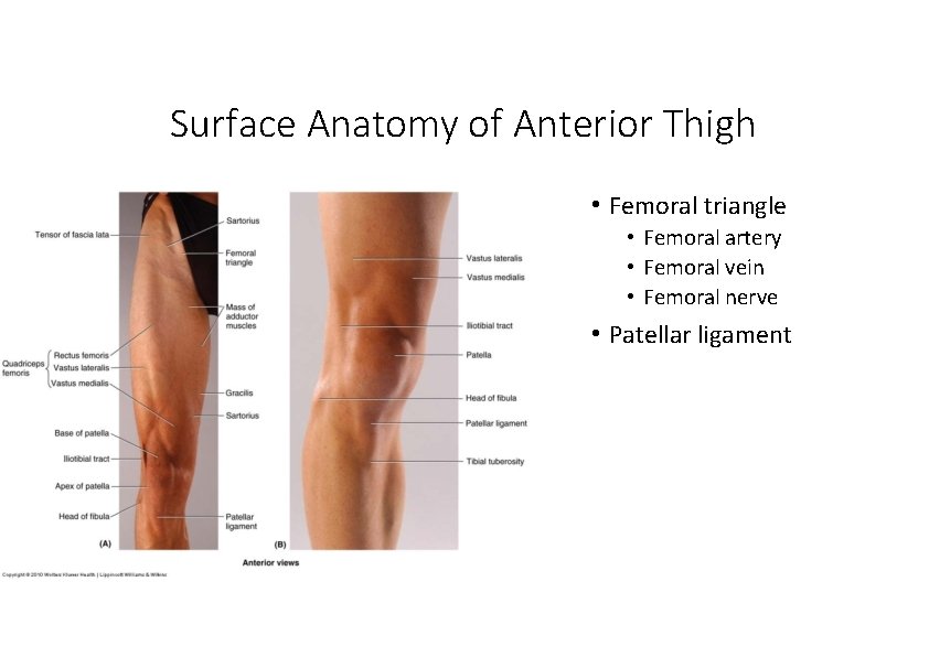 Surface Anatomy of Anterior Thigh • Femoral triangle • Femoral artery • Femoral vein