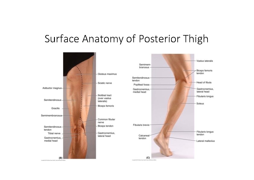 Surface Anatomy of Posterior Thigh 