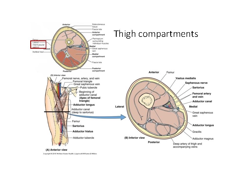 Thigh compartments 