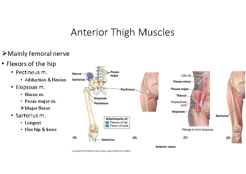 Anterior Thigh Muscles Mainly femoral nerve • Flexors of the hip • Pectineus m.