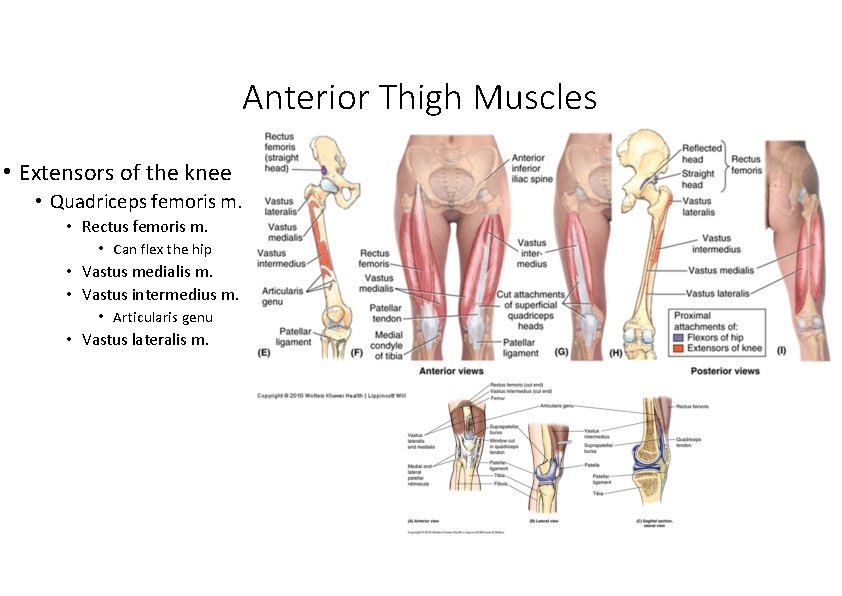 Anterior Thigh Muscles • Extensors of the knee • Quadriceps femoris m. • Rectus