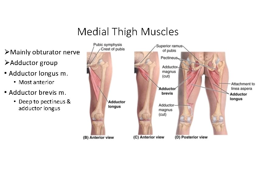 Medial Thigh Muscles Mainly obturator nerve Adductor group • Adductor longus m. • Most