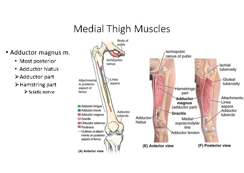 Medial Thigh Muscles • Adductor magnus m. • Most posterior • Adductor hiatus Adductor