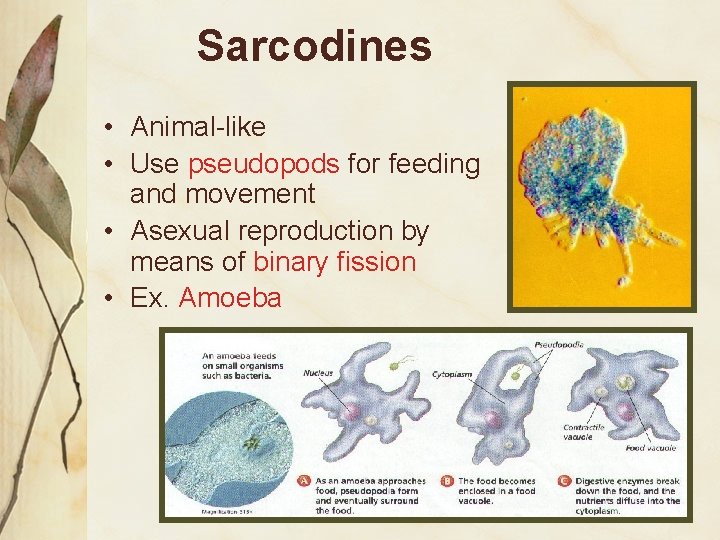 Sarcodines • Animal-like • Use pseudopods for feeding and movement • Asexual reproduction by