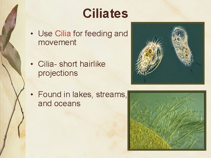 Ciliates • Use Cilia for feeding and movement • Cilia- short hairlike projections •