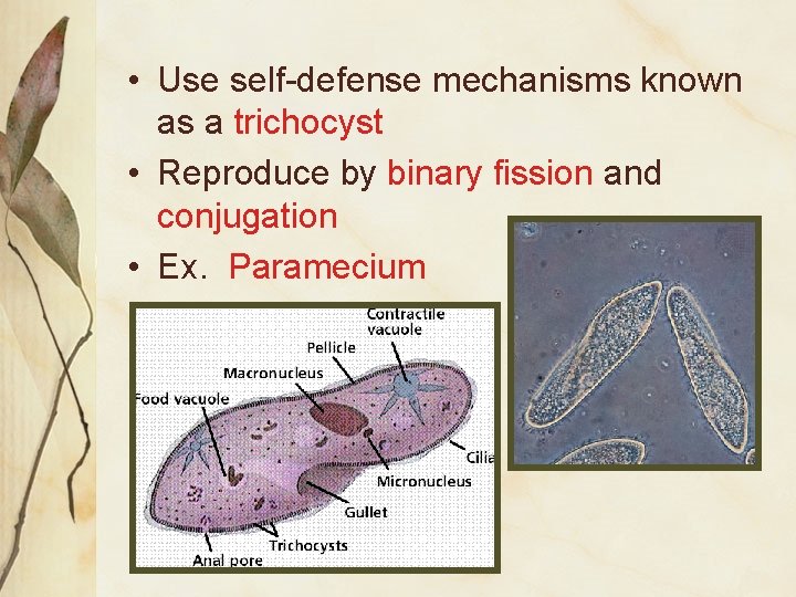  • Use self-defense mechanisms known as a trichocyst • Reproduce by binary fission