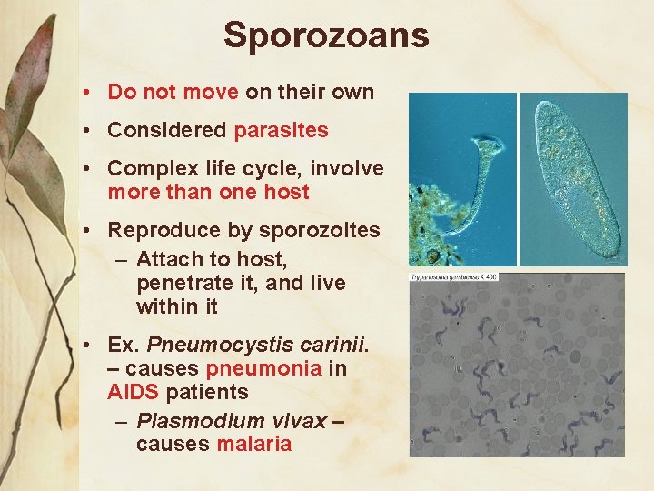 Sporozoans • Do not move on their own • Considered parasites • Complex life