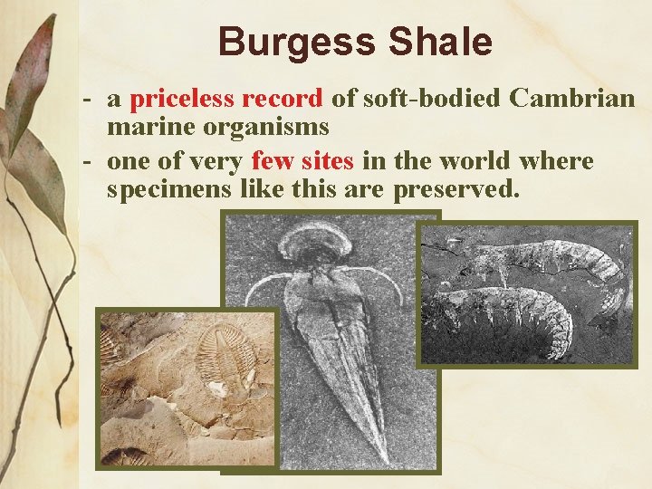 Burgess Shale - a priceless record of soft-bodied Cambrian marine organisms - one of