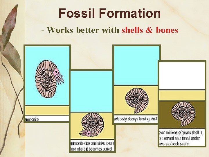 Fossil Formation - Works better with shells & bones 