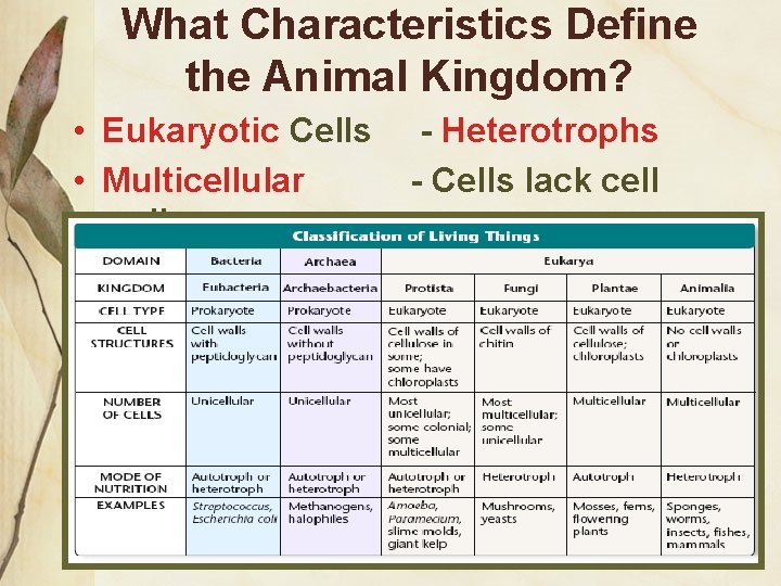 What Characteristics Define the Animal Kingdom? • Eukaryotic Cells • Multicellular walls - Heterotrophs