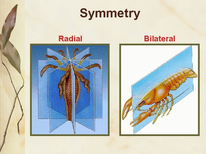 Symmetry Radial Bilateral 