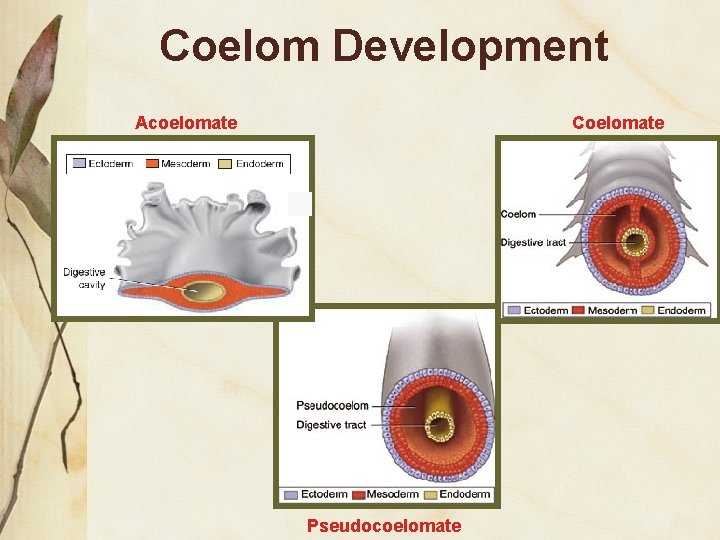 Coelom Development Acoelomate Coelomate Pseudocoelomate 