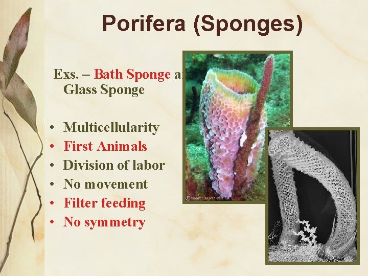 Porifera (Sponges) Exs. – Bath Sponge and Glass Sponge • • • Multicellularity First