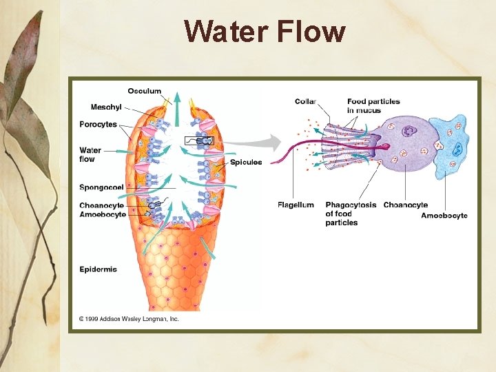 Water Flow 