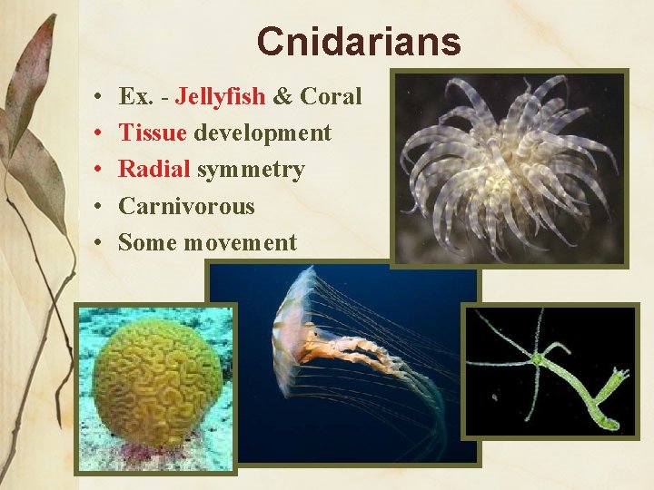 Cnidarians • • • Ex. - Jellyfish & Coral Tissue development Radial symmetry Carnivorous