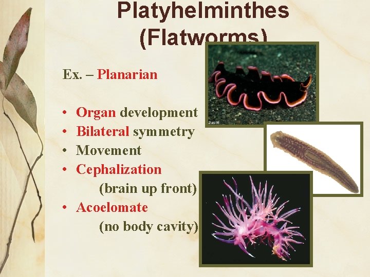 Platyhelminthes (Flatworms) Ex. – Planarian • • Organ development Bilateral symmetry Movement Cephalization (brain