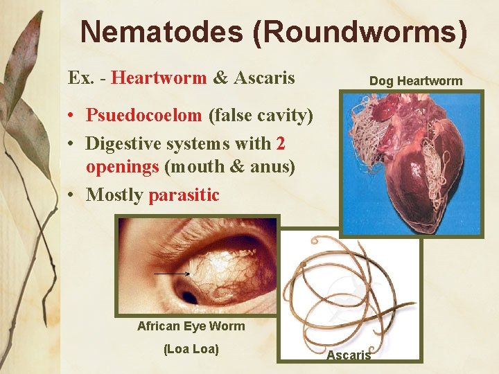 Nematodes (Roundworms) Ex. - Heartworm & Ascaris Dog Heartworm • Psuedocoelom (false cavity) •