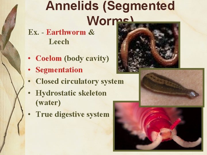 Annelids (Segmented Worms) Ex. - Earthworm & Leech • • Coelom (body cavity) Segmentation