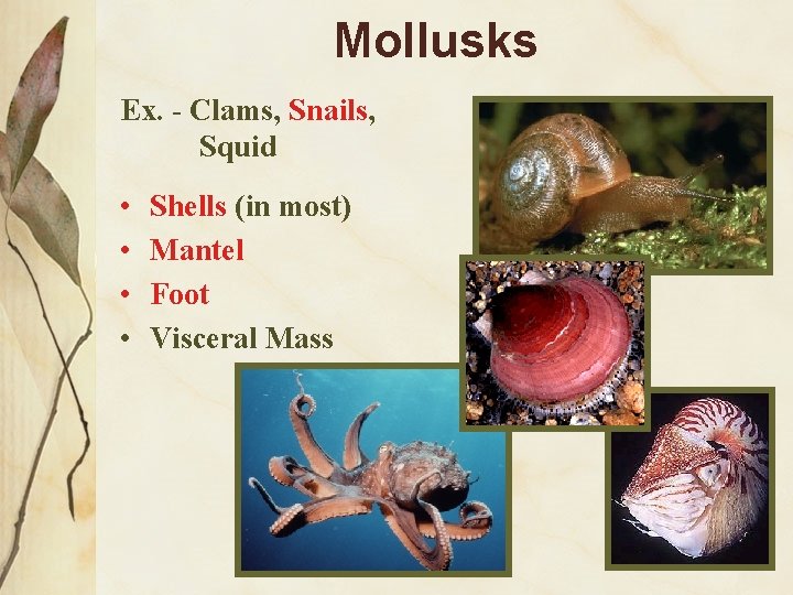 Mollusks Ex. - Clams, Snails, Squid • • Shells (in most) Mantel Foot Visceral