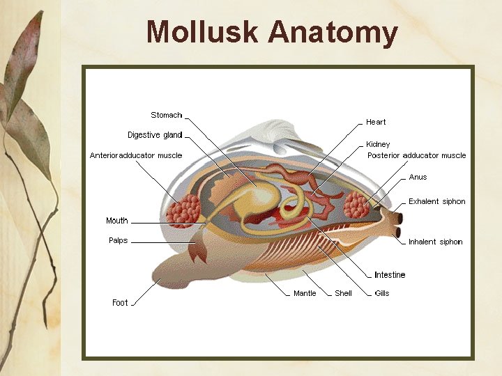 Mollusk Anatomy 