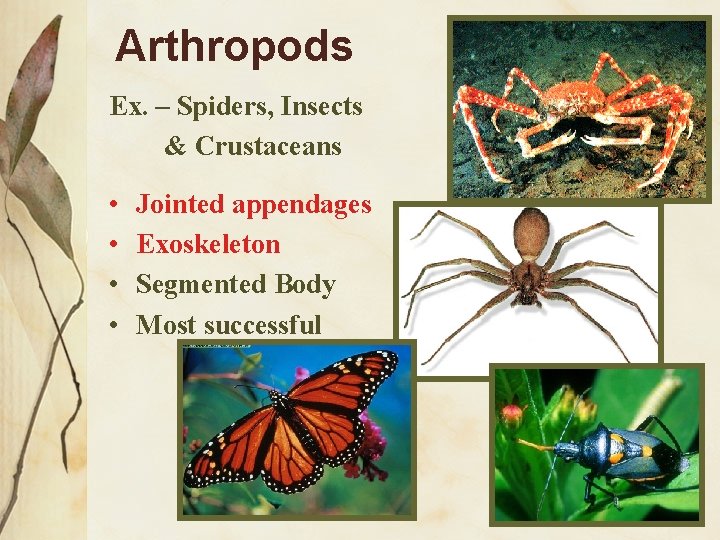 Arthropods Ex. – Spiders, Insects & Crustaceans • • Jointed appendages Exoskeleton Segmented Body