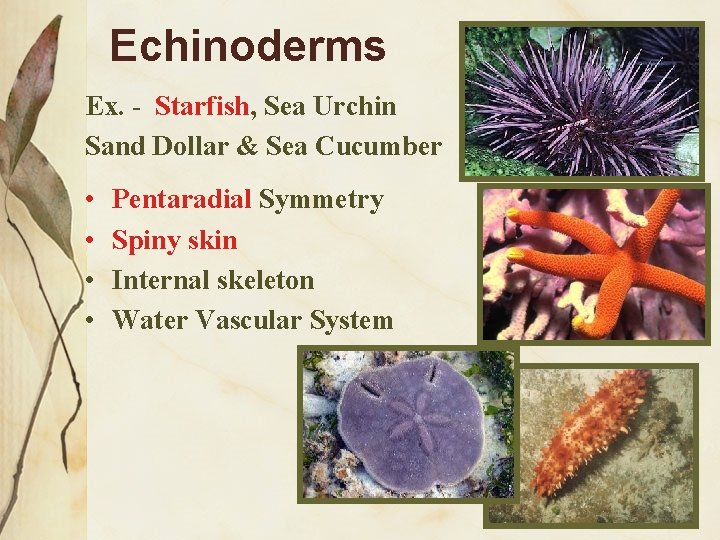 Echinoderms Ex. - Starfish, Sea Urchin Sand Dollar & Sea Cucumber • • Pentaradial