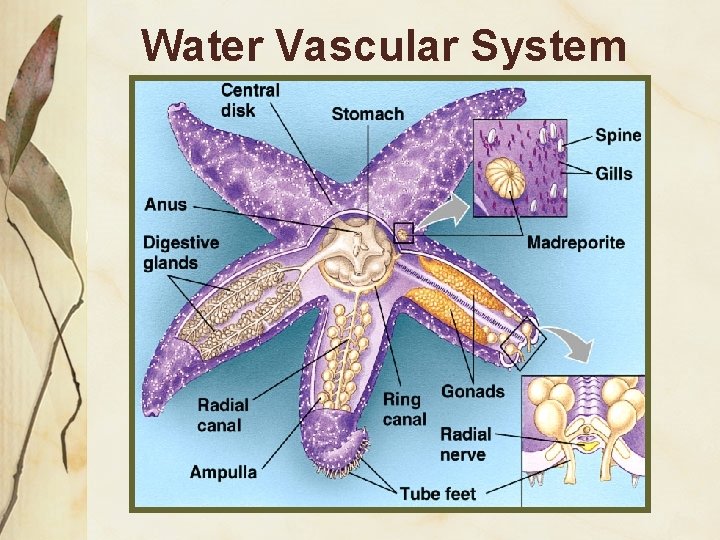 Water Vascular System 