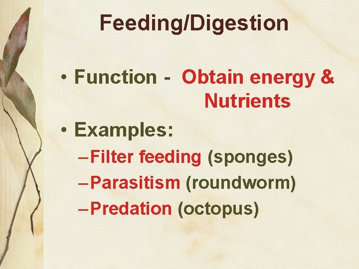 Feeding/Digestion • Function - Obtain energy & Nutrients • Examples: – Filter feeding (sponges)