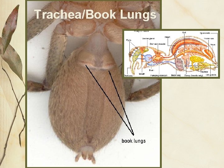 Trachea/Book Lungs 