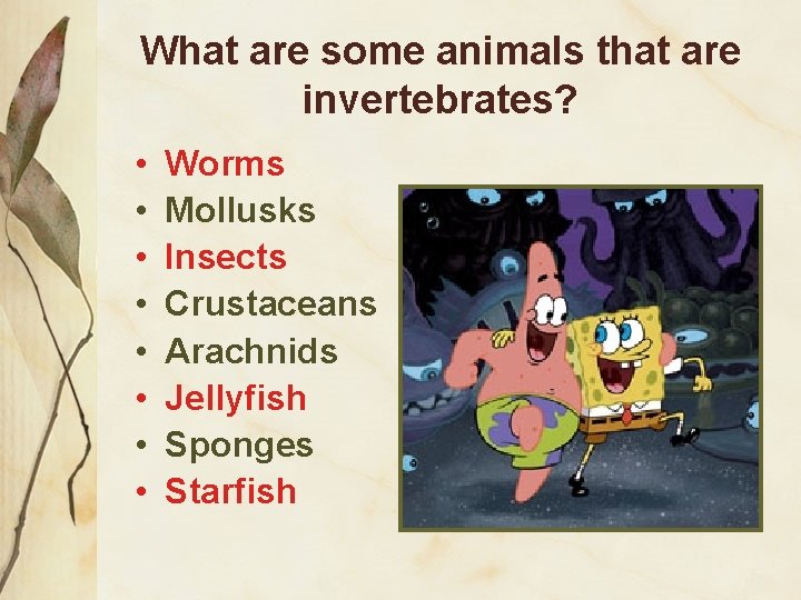 What are some animals that are invertebrates? • • Worms Mollusks Insects Crustaceans Arachnids