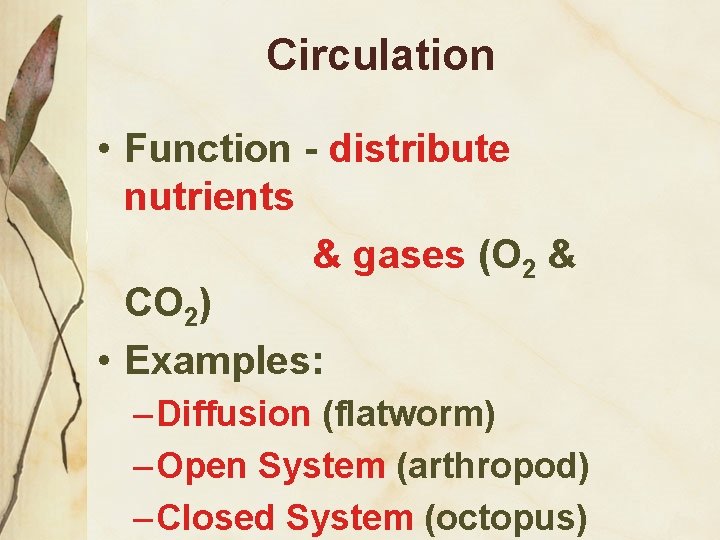 Circulation • Function - distribute nutrients & gases (O 2 & CO 2) •
