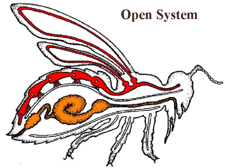Open System 