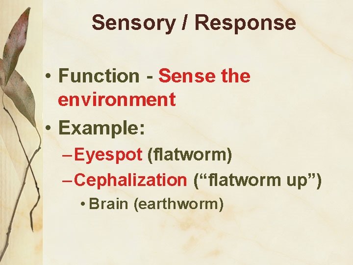 Sensory / Response • Function - Sense the environment • Example: – Eyespot (flatworm)
