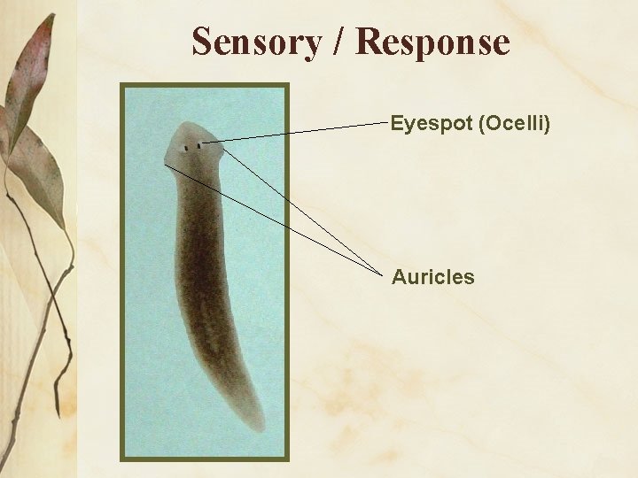 Sensory / Response Eyespot (Ocelli) Auricles 