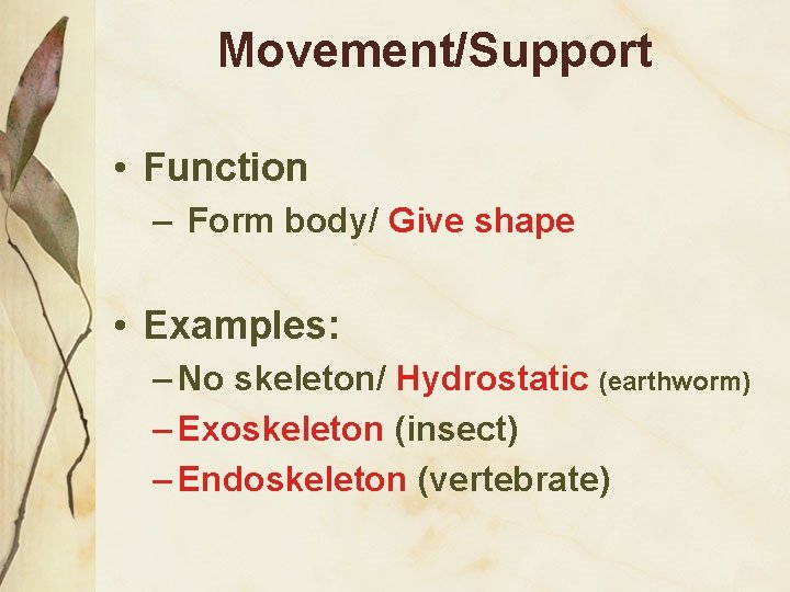 Movement/Support • Function – Form body/ Give shape • Examples: – No skeleton/ Hydrostatic
