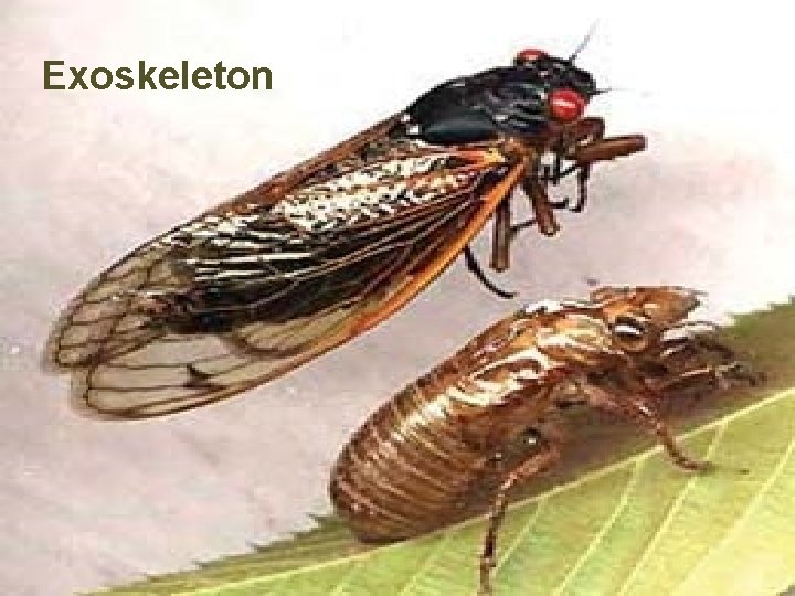 Exoskeleton 