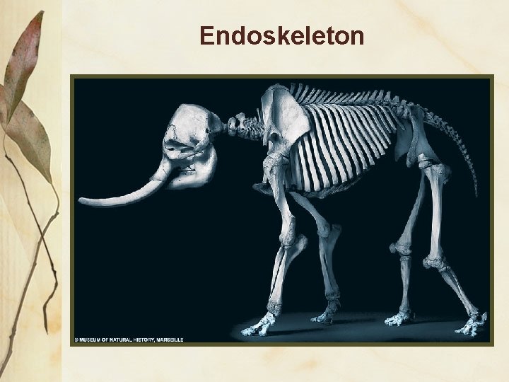 Endoskeleton 