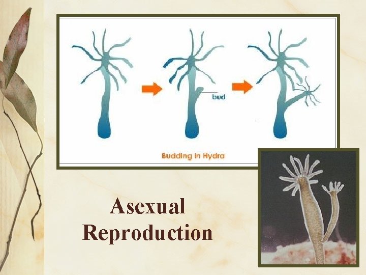 Asexual Reproduction 